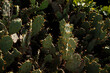 paisaje con nopalera, cactacea mexicana