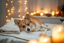 A Content Corgi Enjoys A Lazy Day Indoors, Snuggled Up On A Cozy Blanket, Showcasing Its Lovable Mammalian Nature As A Beloved Pet
