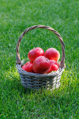 Wall Mural - Basket with fresh red apples