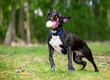 A playful Pit Bull Terrier mixed breed dog catching a ball