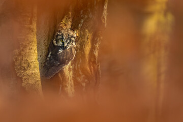 Autumn in nature with an boreal owl (Aegolius funereus) the small Owl comes alive in the spruce and fir forests. Portrait of a owl in the nature habitat.