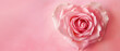 © Mirador - Delicate Bloom: A Perfect Rose Heart on a Soft Pink Canvas