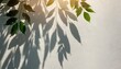 © Pauline - abstract silhouette shadow white background of natural leaves tree branch falling on wall transparent blurry shadow leaf in morning sun light copy space for text