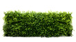 lush green hedge trimmed neatly on transparent background