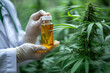 A doctor holding a bottle of cannabis oil. Scientist holding vial of CBD oil in hemp plant