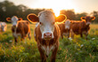 Curious young calf looking at the camera while standing in lush green pasture during sunset