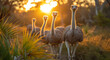 Family of ostriches walk together in the early morning light.