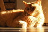 Fototapeta Morze - Wielki rudy kot pod słonecznym światłem