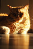 Fototapeta Na sufit - Wielki rudy kot pod słonecznym światłem