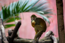 Common Squirrel Monkey (Saimiri Sciureus) Found In South America