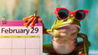 A cheerful funny Frog in sunglasses - a symbol of the day in a leap year, sits near a calendar with the date February 29