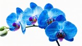Fototapeta Storczyk - blue orchid flower isolated on white background