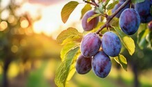 Plum Tree Branch With Ripe Fruits In The Garden At Sunset A Branch With Natural Plums Against A Blurred Background Of A Plum Orchard At Golden Hour Generated