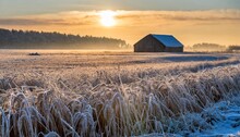 Winter Frosty Morning Sunrise The Escapes Of Cereals Which Remained In The Field Are Covered With Scintillating Hoarfrost The Big Warehouse Of Straw Is Visible In The Distance Before The Wood