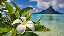 White Fragrant Tiare Flower Gardenia Taitensis Growing On A Plant In Bora Bora French Polynesia