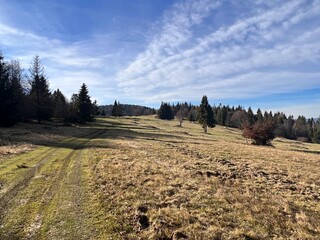 Poster - dirt road on a mountain meadow with trees