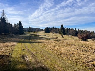 Poster - dirt road on a mountain meadow with trees