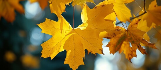 Canvas Print - Vibrant yellow leaves on a tree branch in the autumn forest, nature background with colorful foliage