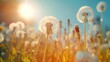 Dandelion flower seed plant. Botanical macro photography, spring landscape of flowers and sunny sky.