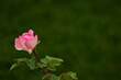 Pink rose bottom border with green bokeh background copy space and showing concepts of romance, love, nature, and beauty