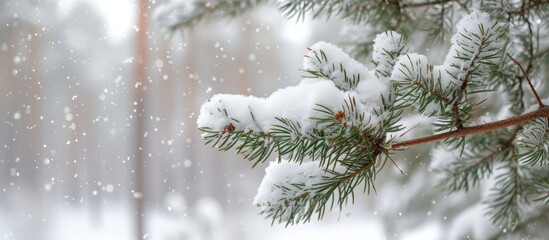 Poster - Serene winter landscape with snow-covered pine tree in the forest - peaceful nature scenery