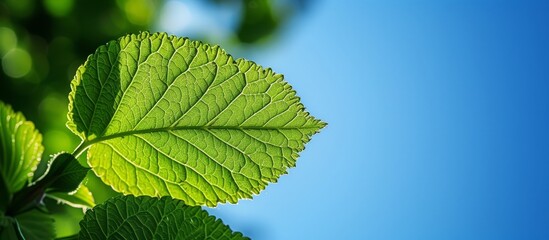 Poster - Close-up of a fresh green leaf with vibrant leaves, symbolizing nature and environmental conservation