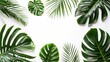 tropical leaves on a white background