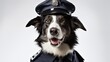 dog, Collie in police uniform