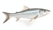 Bonefish, realistic, white background, png, transparent, illustration, gamefish, saltwater fish, generative ai