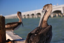 Pelican On The Beach