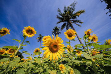  sunflower field in the summer