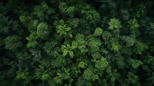 Aerial Top View Forest Tree, Rainforest Ecosystem And Healthy Environment Concept And Background, Texture Of Green Tree Forest View From Above