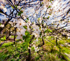 Poster - Blooming cherry tree in the spring garden. Bright morning scene in April. Beautiful floral background. Anamorphic macro photography.