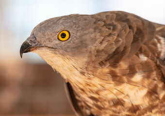 Canvas Print - Portrait of a falcon in the zoo