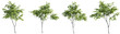 Acer ginnala tree on transparent background.3d rendering PNG