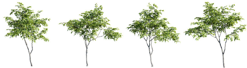 Poster - Acer ginnala tree on transparent background.3d rendering PNG