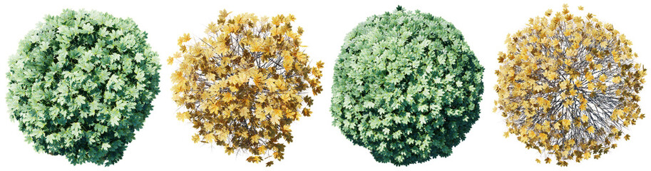 Poster - top view tree,acer globosum tree isolate transparent background.3d rendering png