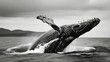 Humpback whale breaching in ocean