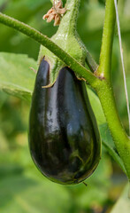 Canvas Print - organic eggplant grown in a greenhouse