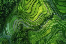 Bird's-eye View Of Rice Fields, Dreamlike Landscape Of Rice Cultivation, Lush Asian Fields And Plantations. Generative AI