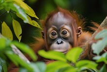 Orangutan Baby Peeking Out From Tree Foliage