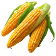 corn isolated on transparent background, element remove background, element for design