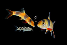 Botia Clown Fish Closeup In The Water, Large Clown Loach In Fish Tank (Chromobotia Macracanthus)