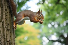 Squirrel With Nut In Mouth Leaping Between Trees