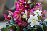 Fototapeta Kwiaty - Helleborus, biały i bordowy ciemiernik	