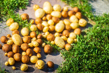 Wall Mural - Potatoes harvest collected in the farm. Plantation work. Autumn harvest and healthy organic food concept close up with selective focus