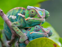 A Pair Of Colourful Green Chameleons Resting Camouflaged On A Branch.