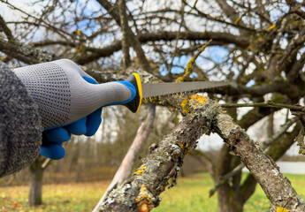 Wall Mural - Saw branch. Cut branch use branch saw. Cutting branches on apple tree use Garden saw. Trimming tree branch in rural garden. Pruning tree with clippers on backyard in village. Pruning  tools for garden