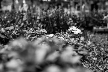 Wall Mural - black and white green leaves on background,Group of yellow sun flower next to the road,Field of orange petals of Opium poppy flower blooming on blurry green leaves under sunlight evening