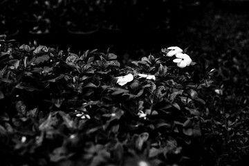 Wall Mural - black and white green leaves on background,Group of yellow sun flower next to the road,Field of orange petals of Opium poppy flower blooming on blurry green leaves under sunlight evening